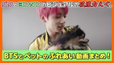 【BTS日本語字幕】BTSとペットはそれだけでもう破壊力えぐい。メンバーの可愛いいペットを紹介します！【ピックアップ動画】