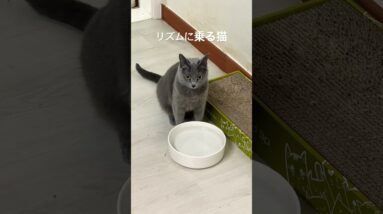 リズムに乗る😽 #韓国ドラマ